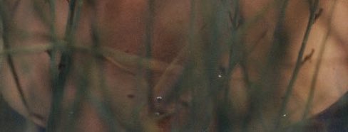 Namu _ rosa⁷ tweet media