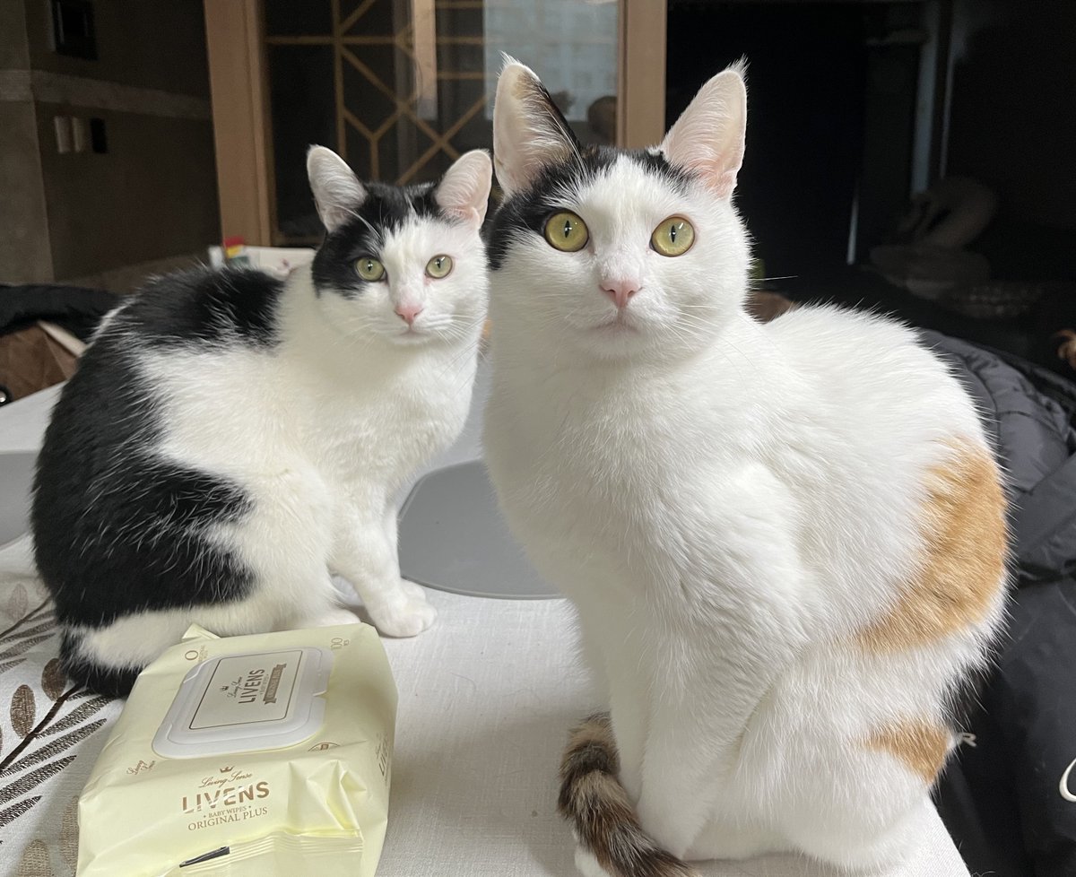 망고금동 tweet media