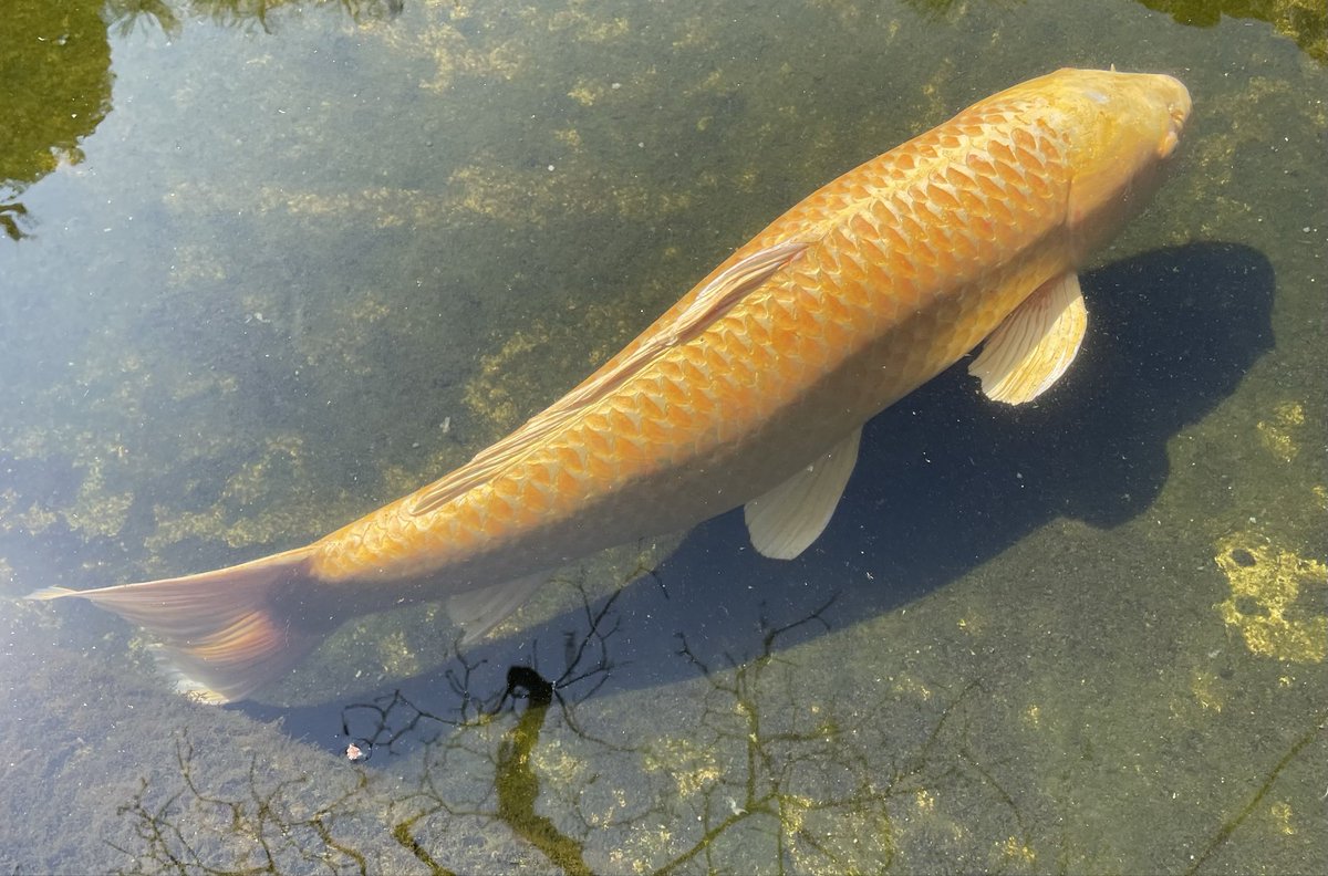 肉の御仁 tweet media