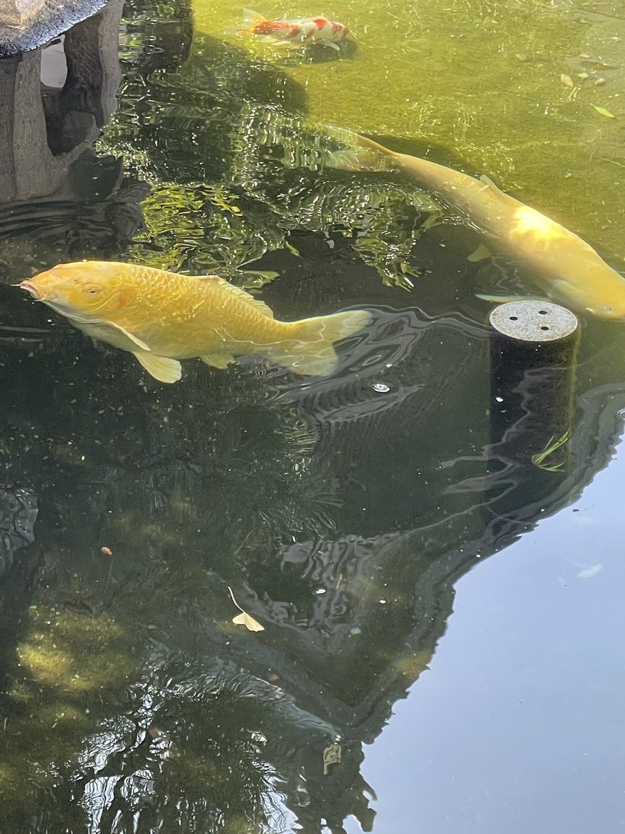 肉の御仁 tweet media