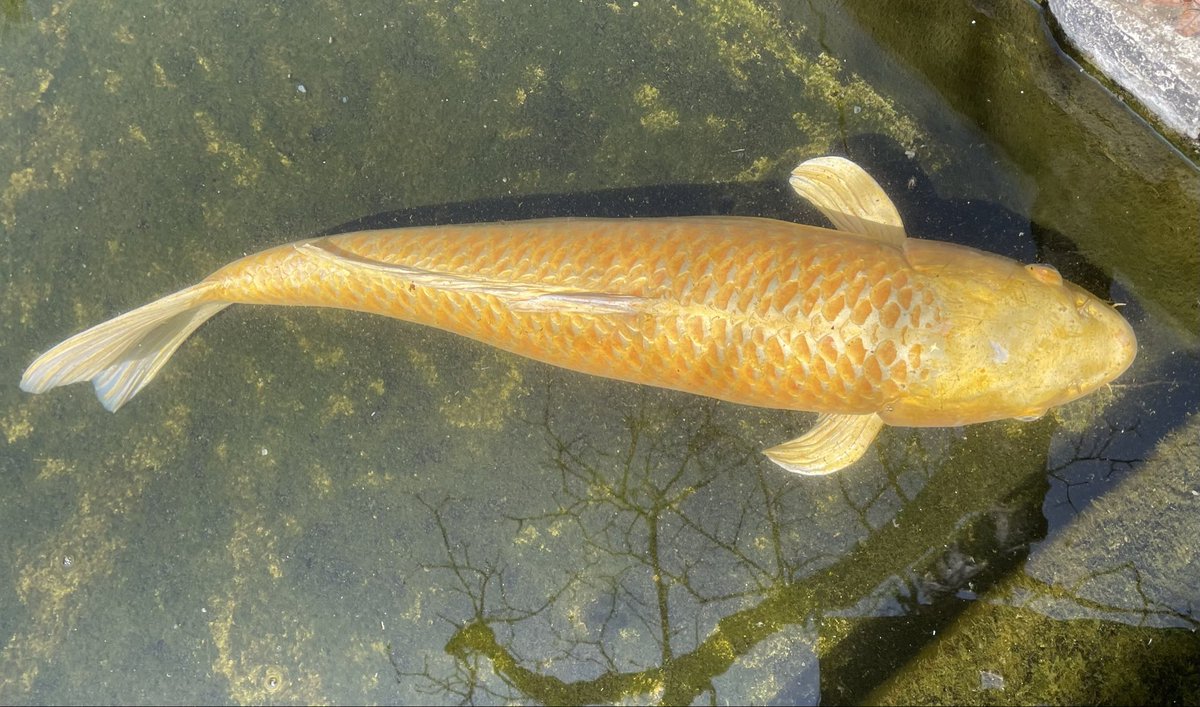 肉の御仁 tweet media