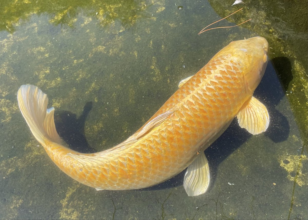 肉の御仁 tweet media