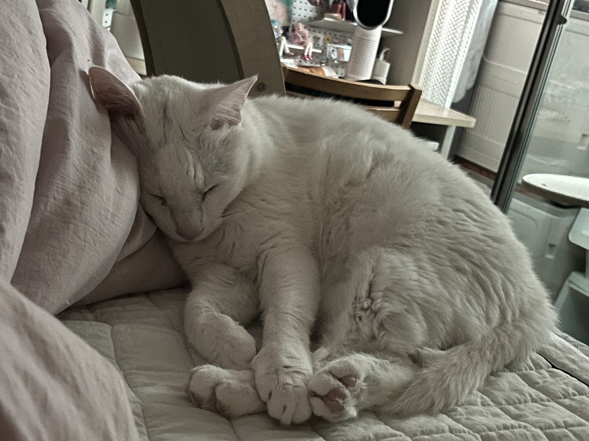 summer_cat030's tweet photo. 드르렁 https://t.co/x36VMzF8r8