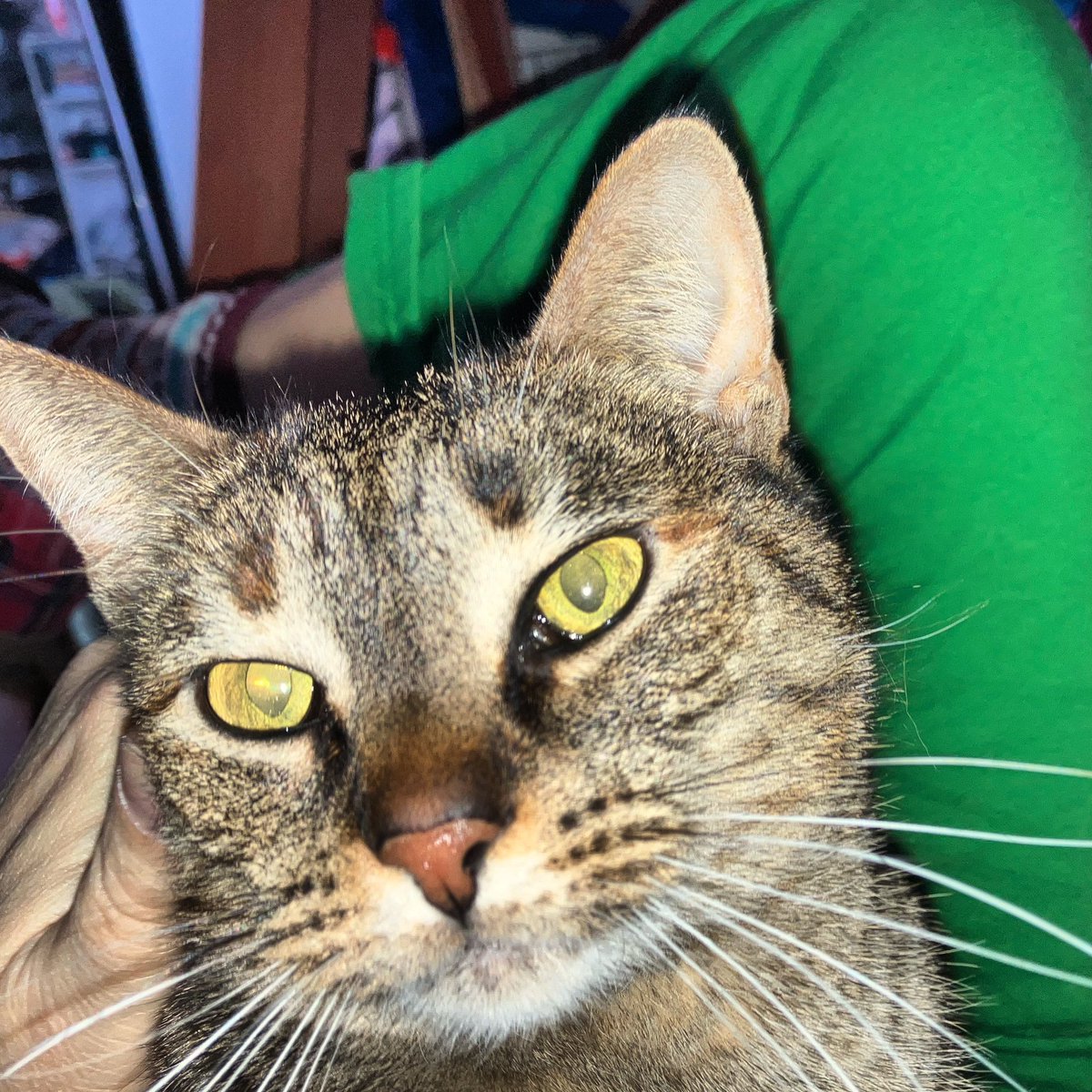 Jane Austen in Boston tweet media