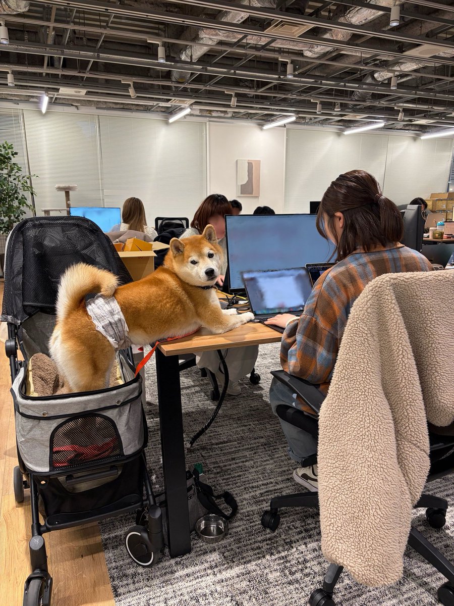 CoCoGourmet_dog's tweet photo. インターン社員犬の仕事
『圧強めの進捗確認』 https://t.co/2lZvWBO90z