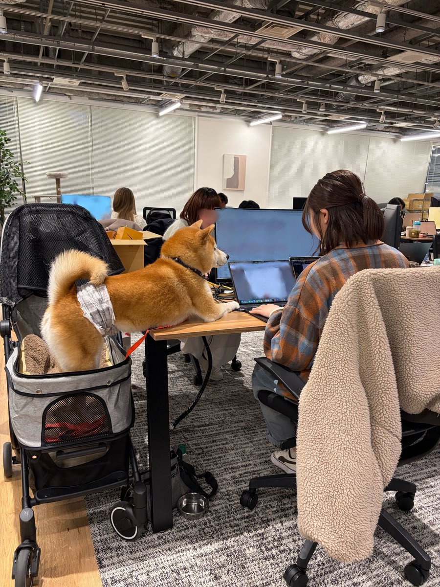 CoCoGourmet_dog's tweet photo. インターン社員犬の仕事
『圧強めの進捗確認』 https://t.co/2lZvWBO90z