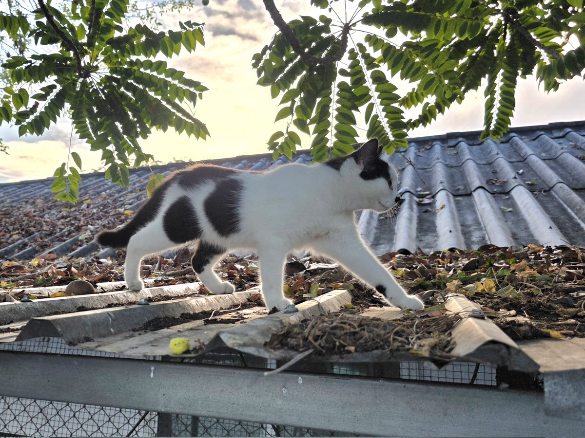 แมวทองมี กวีพเนจร tweet media