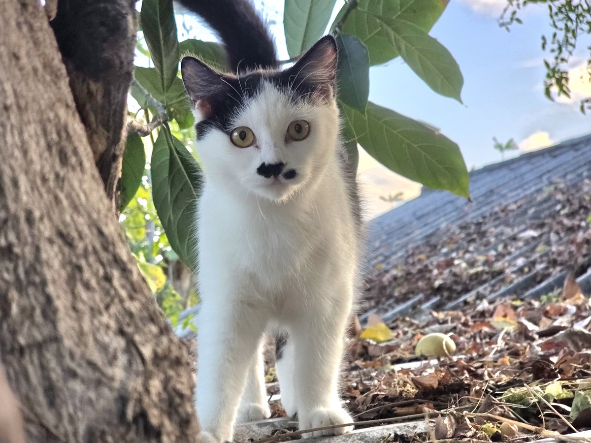 แมวทองมี กวีพเนจร tweet media