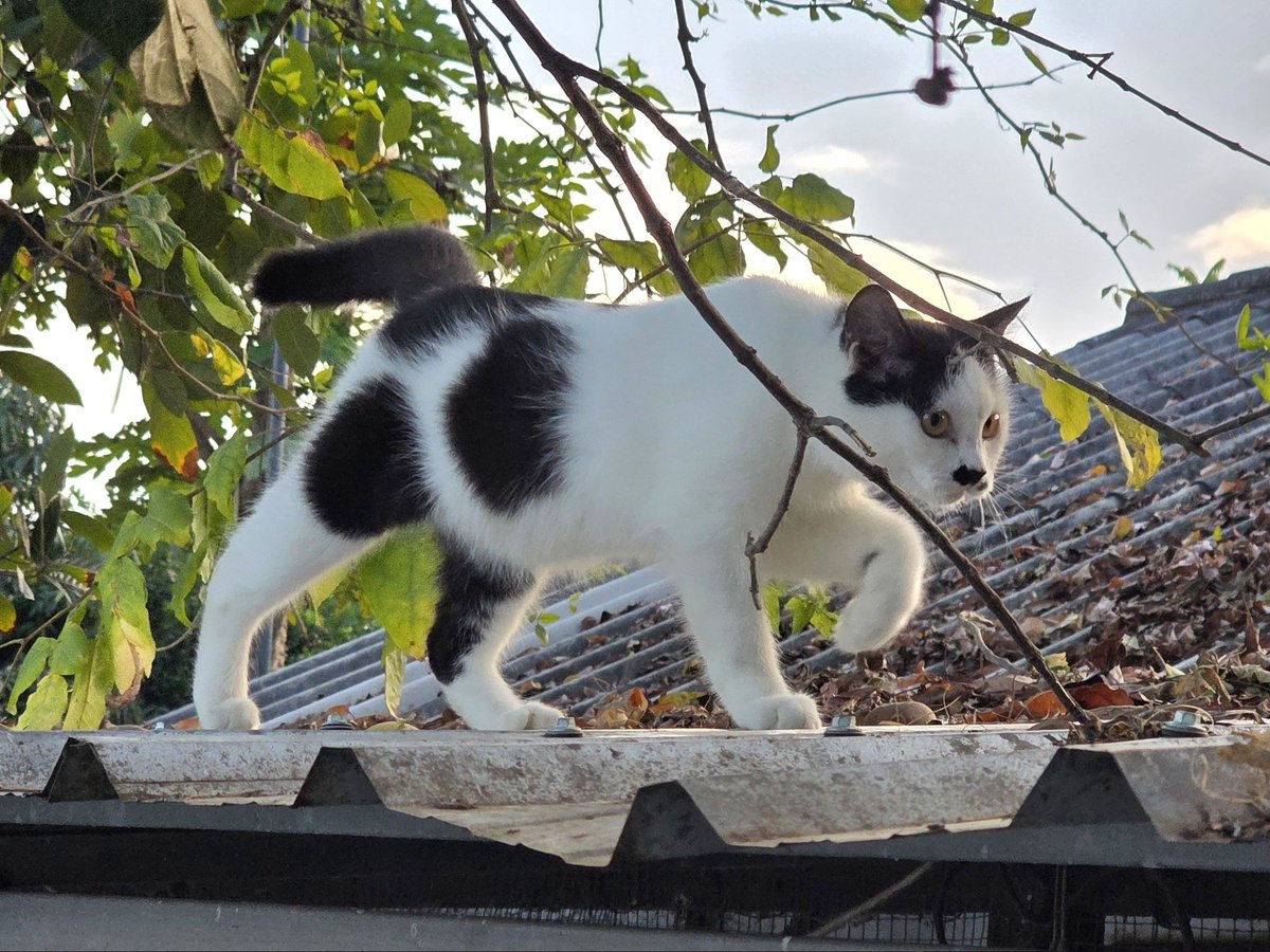 แมวทองมี กวีพเนจร tweet media