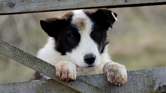 Jonathan Sears tweet media