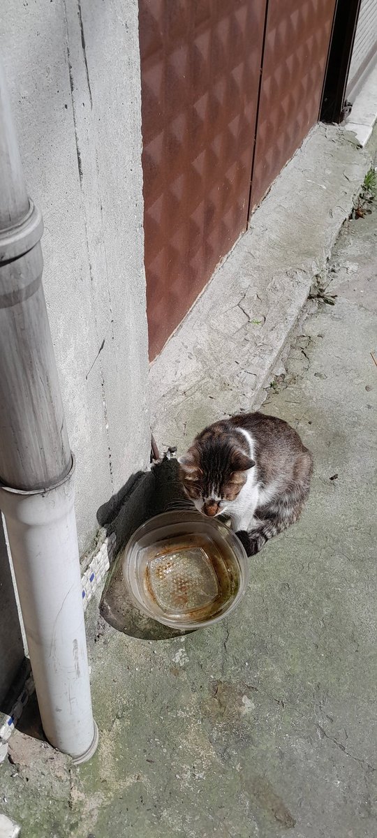 Abimin mahallede kedileri var. Bugün dükkanı ben açtım. Bi baktkm bu şekil usulca beni bekliyor yemeğini ve suyunu verdim keretanın:)
