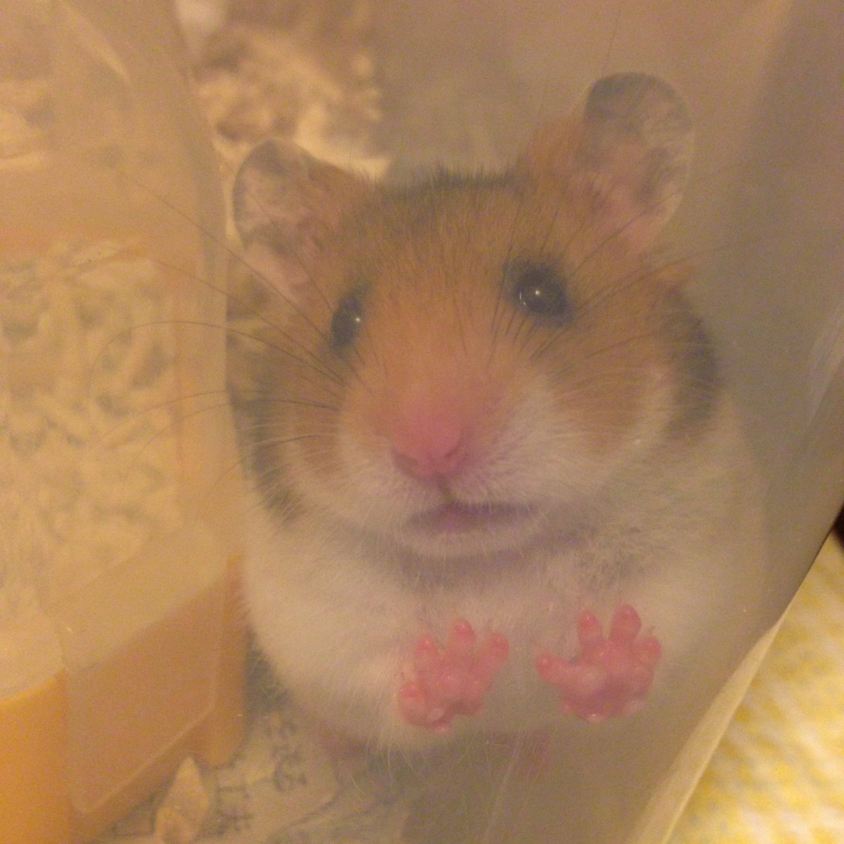 あかじそ🐹 tweet media