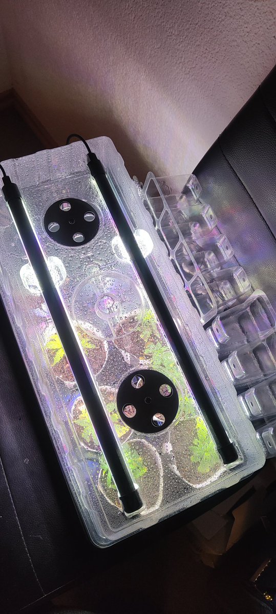 Everlong 🌻 tweet media