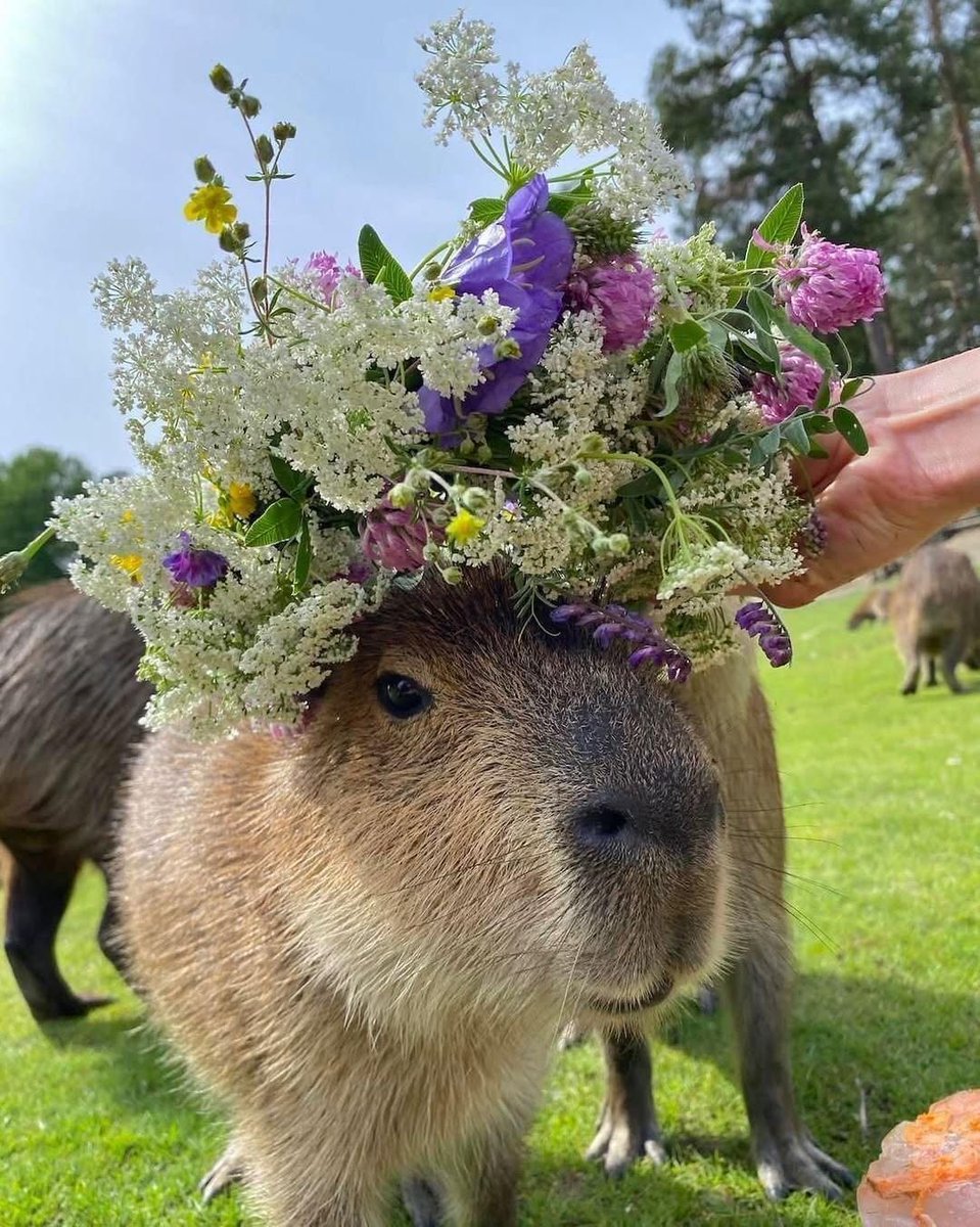 계피바라 tweet media