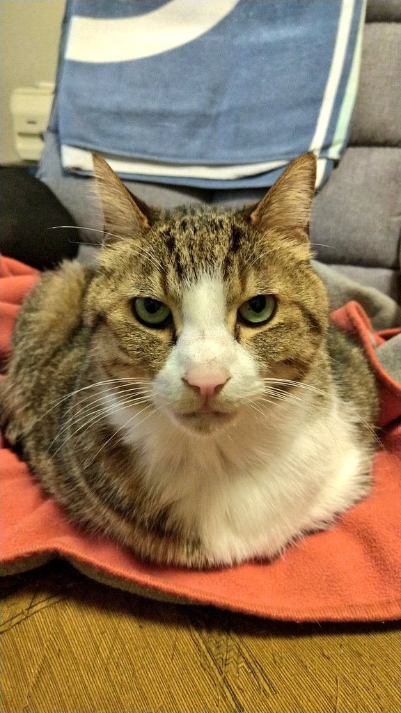 ねこねこ日和 tweet media