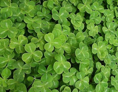 fearleanna's tweet photo. Beannachtaí na Féile Pádraig orainn go léir!
#LáFhéilePádraig #SnaG26 https://t.co/XCI4e9aHIt
