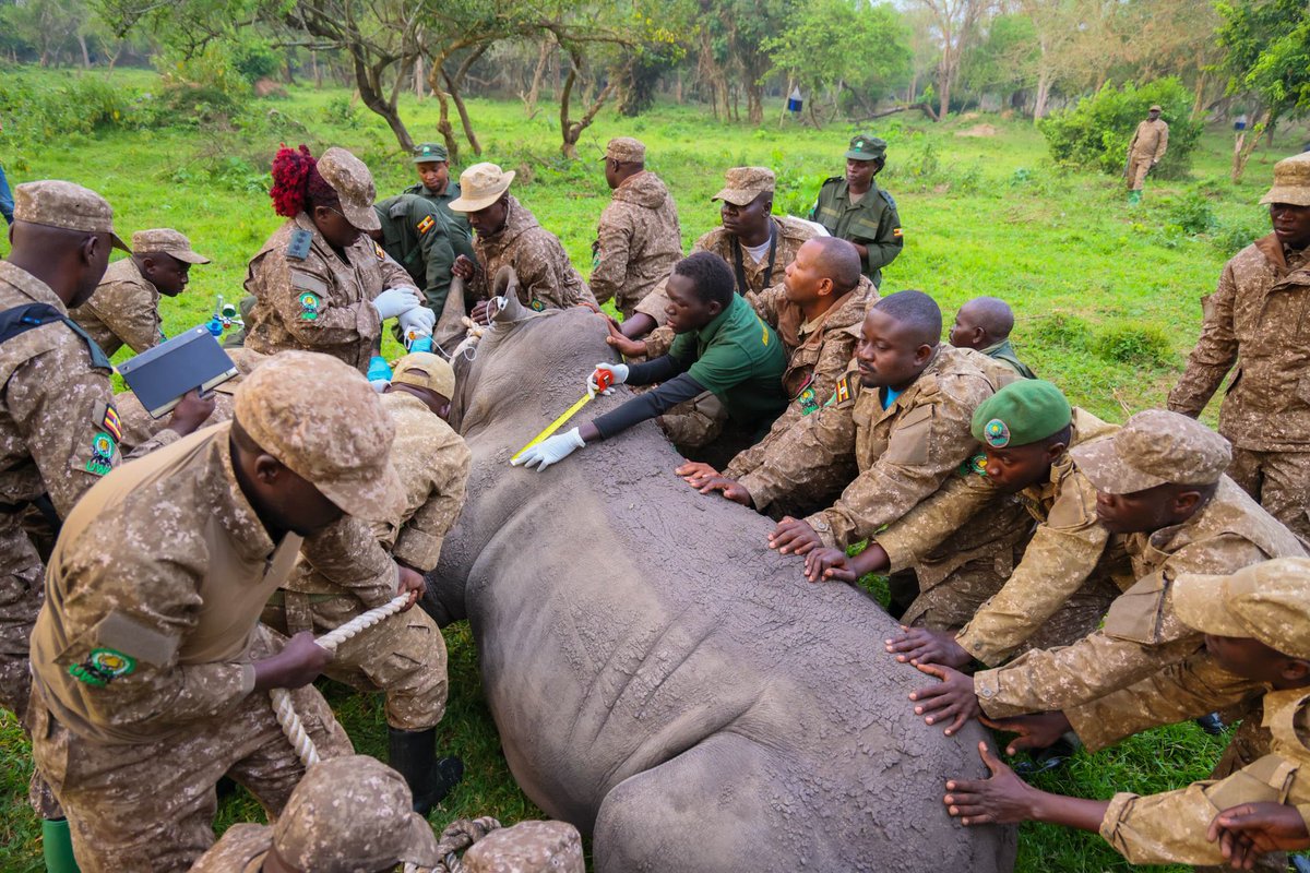 Kedithug's tweet image. What a moment! 

2 rhinos are on their way to Kidepo, kicking off a bold mission to bring back a lost legacy.
Uganda’s wildlife story is being rewritten one step at a time 

Thank you @ugwildlife 

#ExploreUganda #conservation