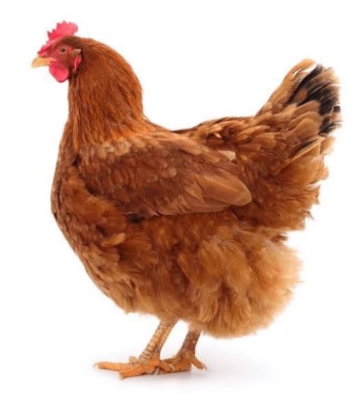 chickenincrisis's tweet photo. this is how you age when you’re unproblematic https://t.co/g7TcScLRE5