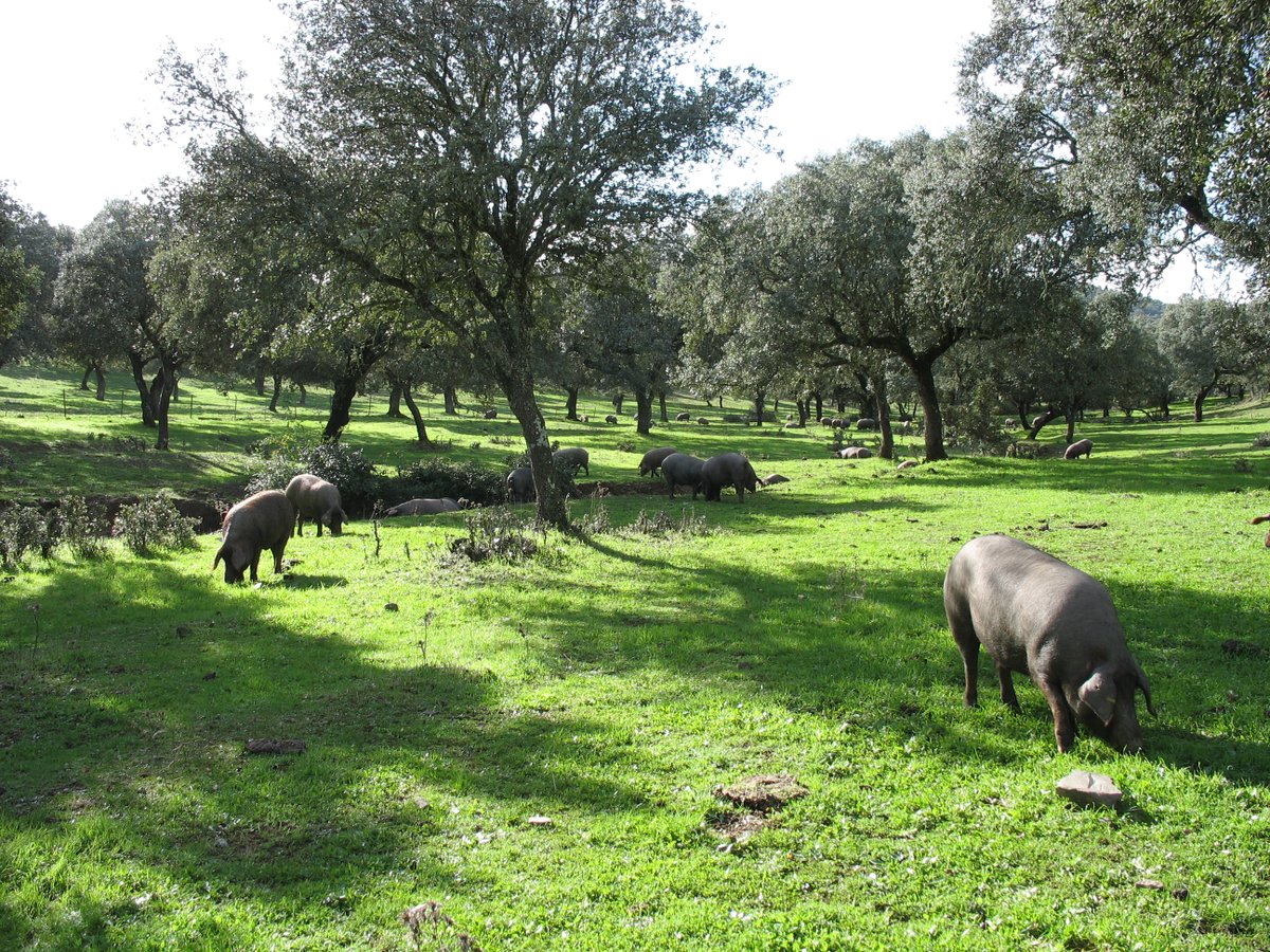 ASAJA CORDOBA tweet media