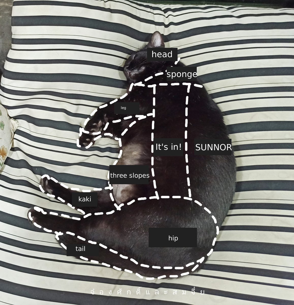 translated cats tweet media