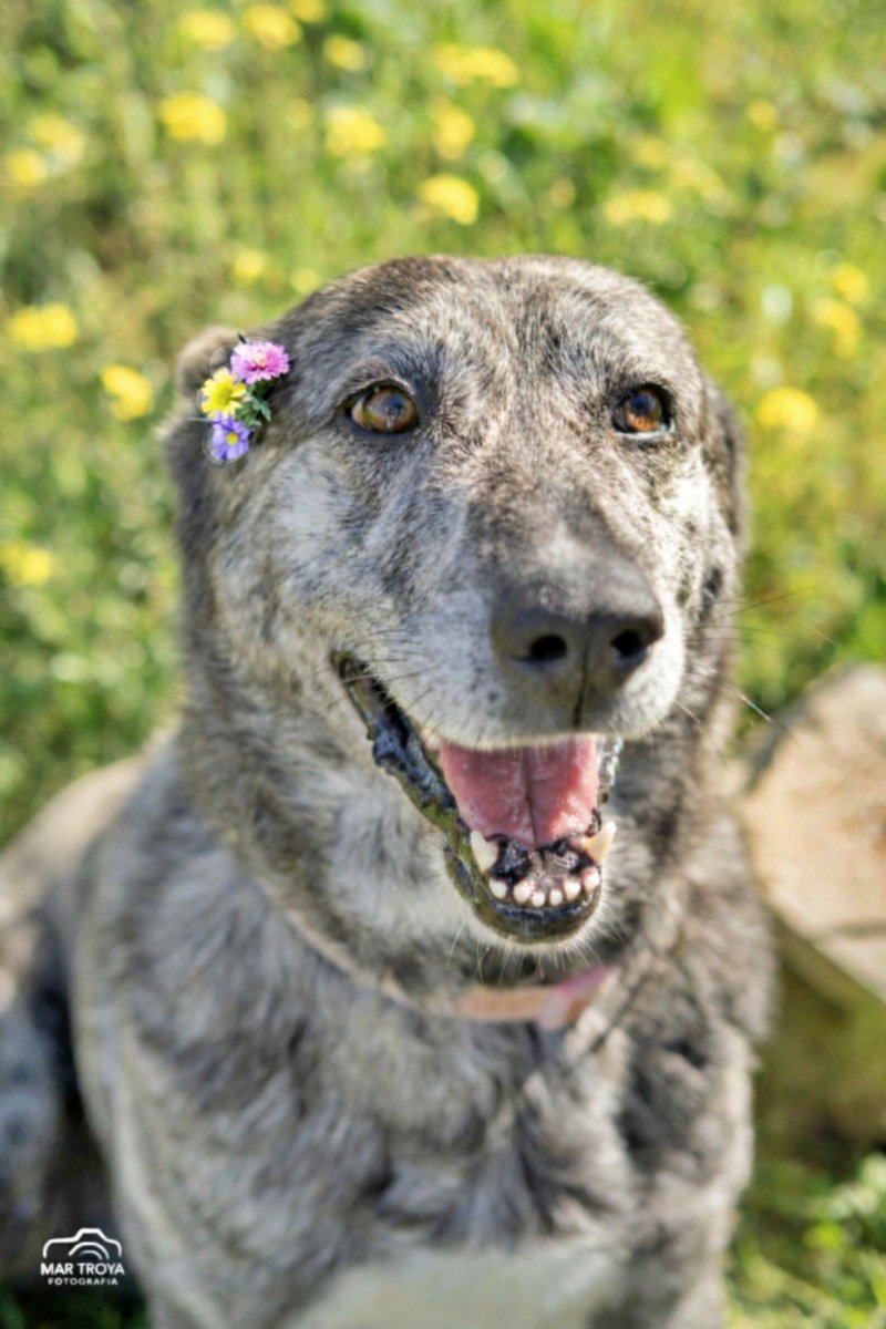 SOS Abuelos tweet media