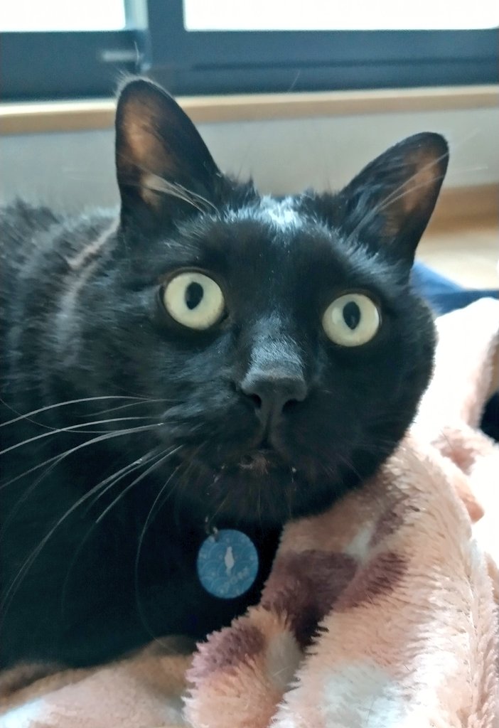 ねこねこ日和 tweet media