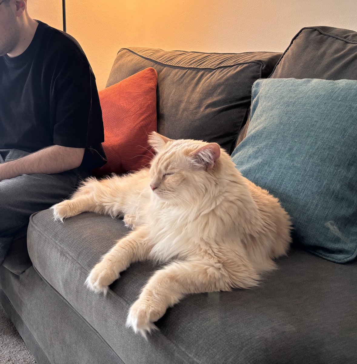 SignorDexter's tweet photo. Italian 🇮🇹 word of the day is…

DIVANO! 🛋️

This sofa/couch is comfy! 

Questo divano è comodo! https://t.co/2E23FQOsw4