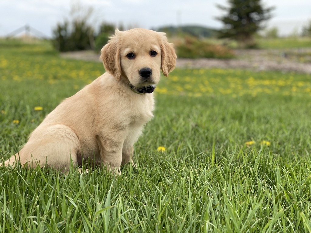 Bunsen, Beaker, Bernoulli & Brix tweet media