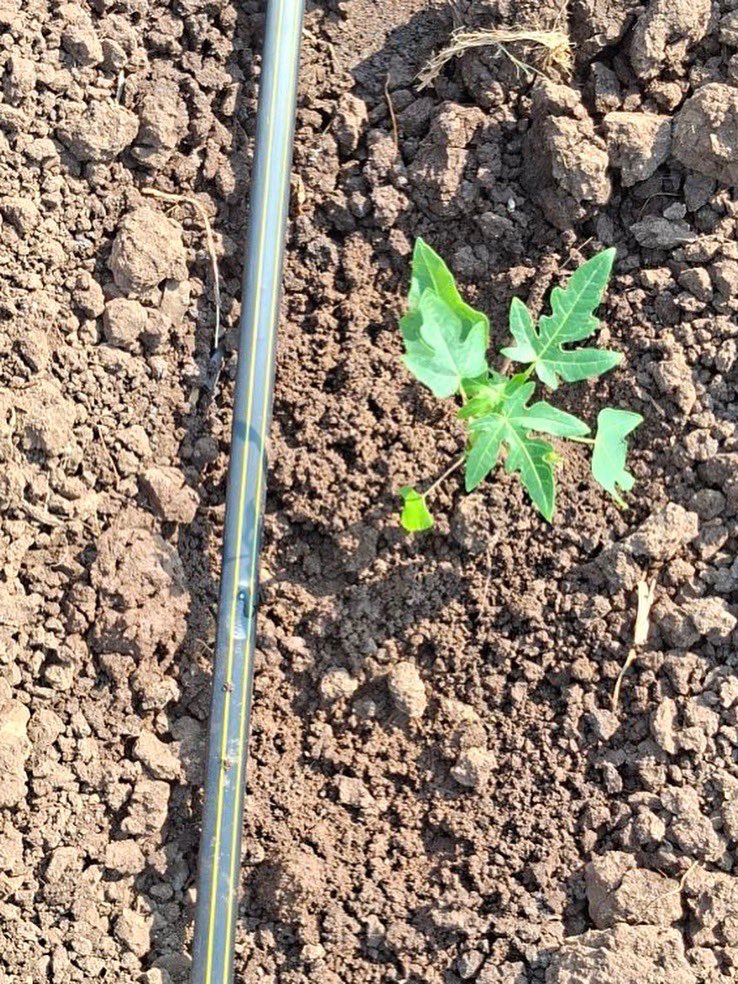 Jain Irrigation tweet media