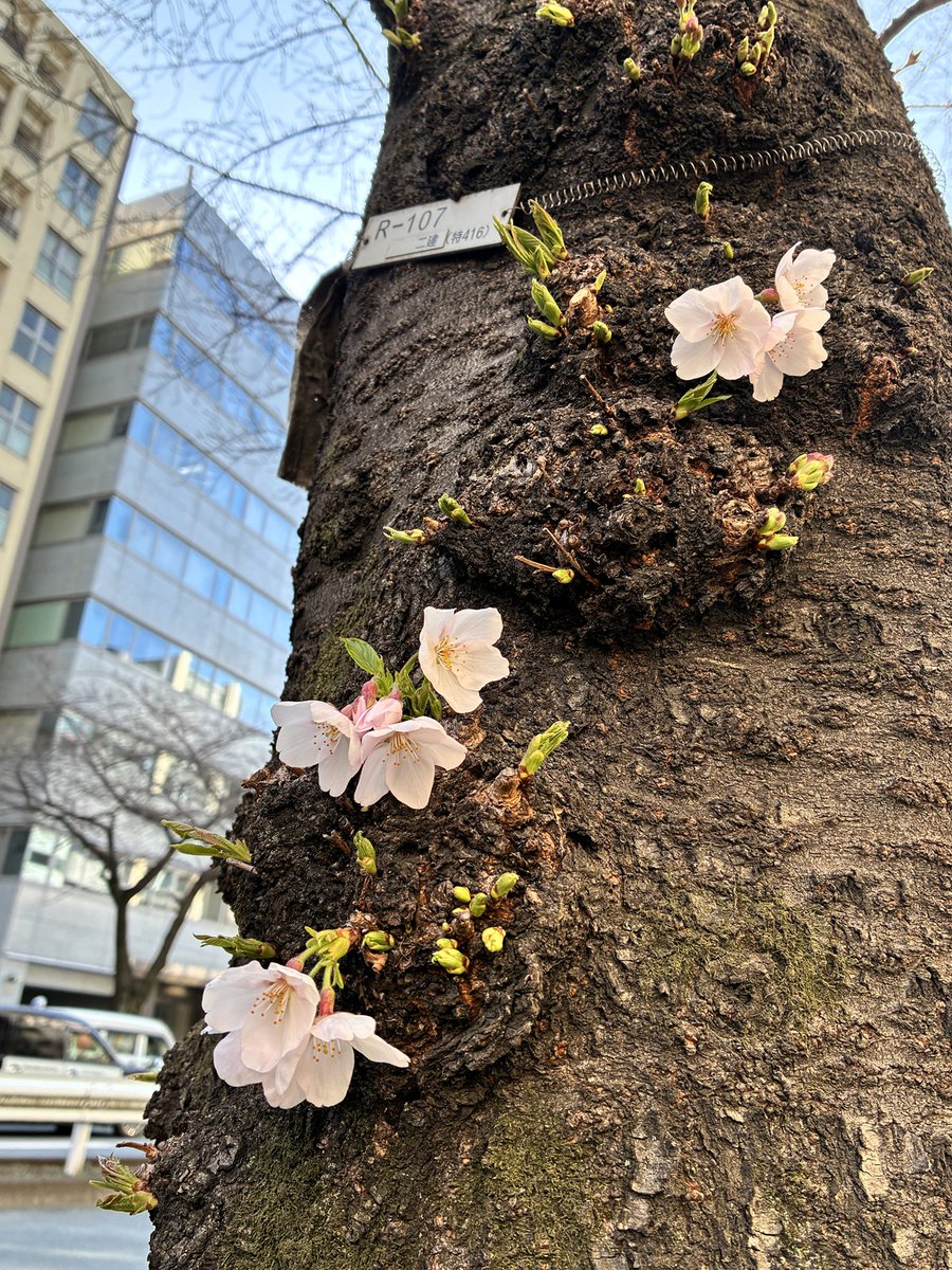 にゃん Yumika tweet media