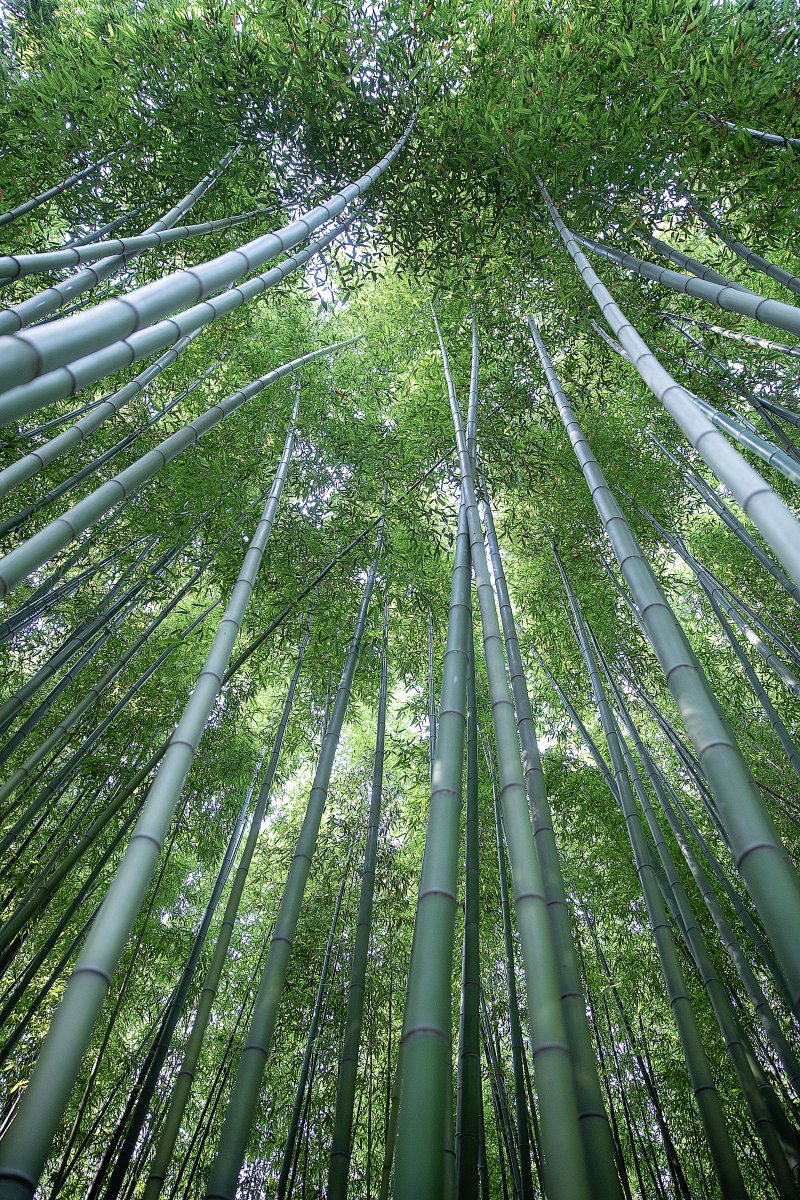 ronald maciel tweet media