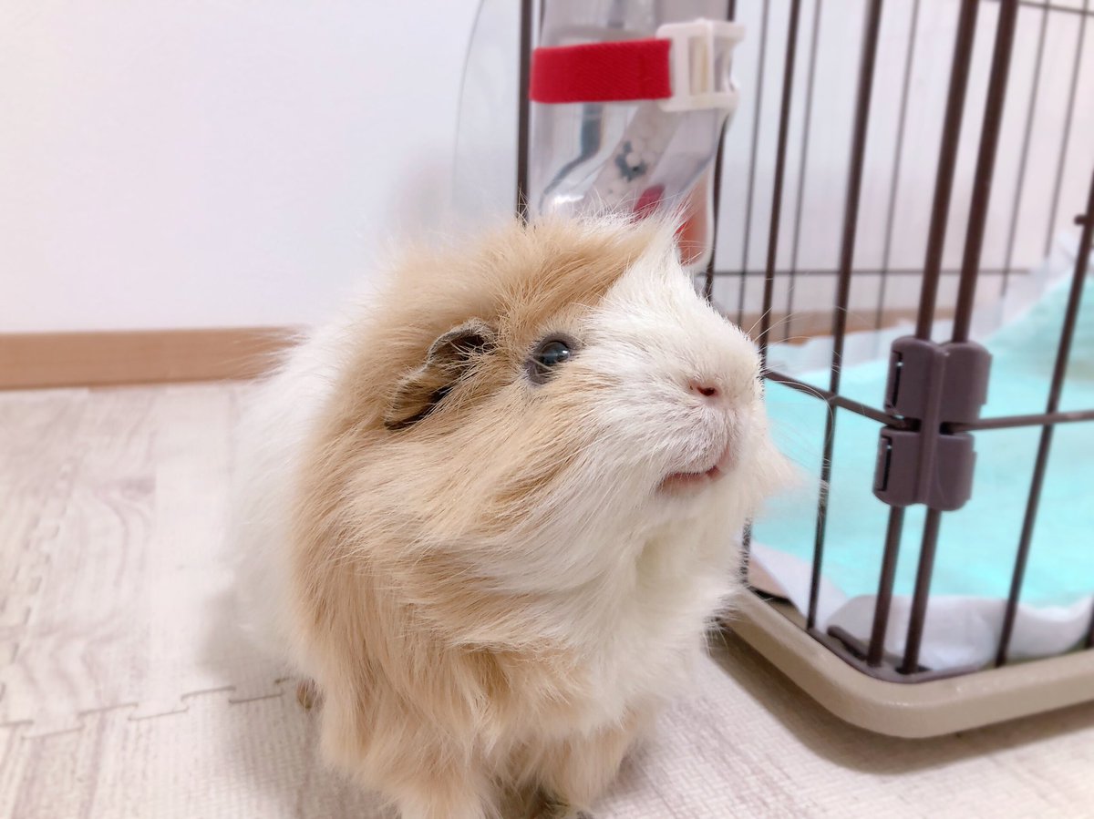 きぬごし tweet media