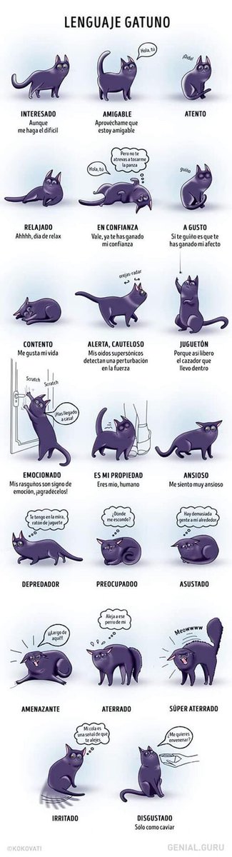 CorazónGatuno tweet media