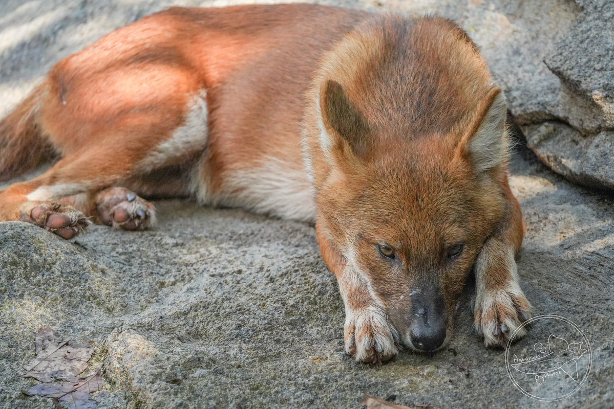 アクア tweet media