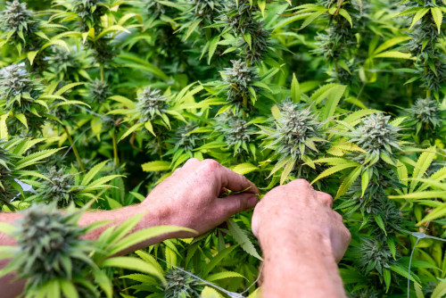 ADUC1's tweet image. USA - La #marijuana è moralmente più accettabile del gioco d'azzardo e dell'aborto. Sondaggio
aduc.it/notizia/mariju…