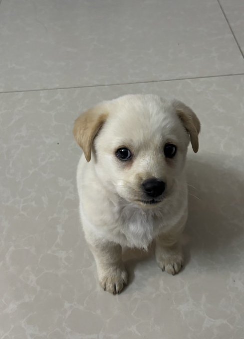 🕯 (@derminallypll) on Twitter photo 