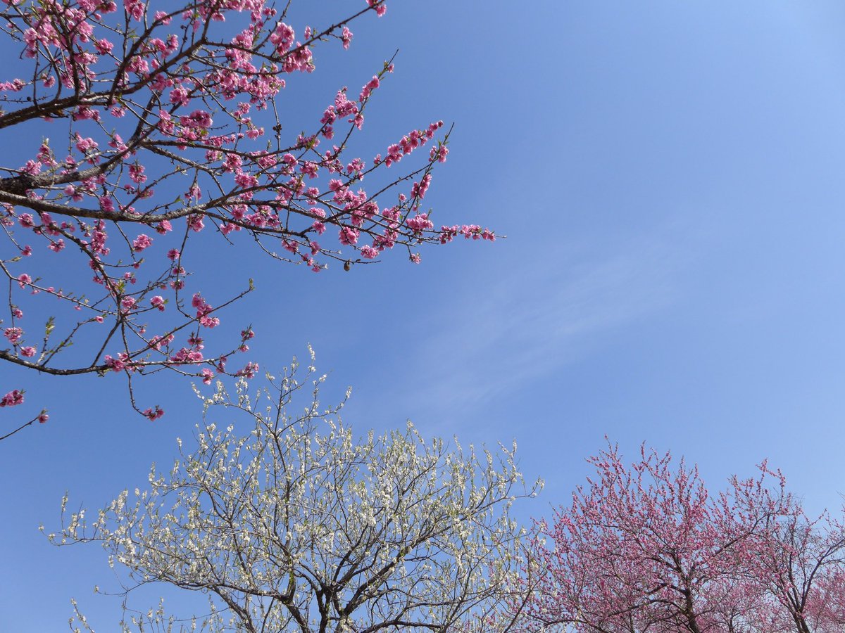 1000mi0's tweet photo. SEAGULL CF100
古河公方公園(古河総合公園)
白や赤濃い花もありました。
#古河公方公園 #古河市 #花桃 #SEAGULL #CF100 #上海海鸥数码照相机有限公司 https://t.co/s1Rr4gc7tL