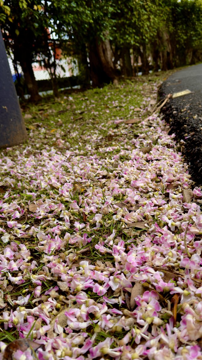 Elsa Ramos-Méndez tweet media