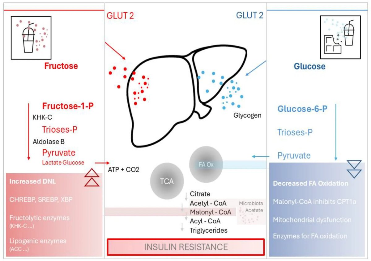 🔬 RicardoMontes tweet media