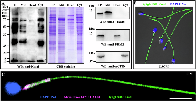 Communications Biology tweet media