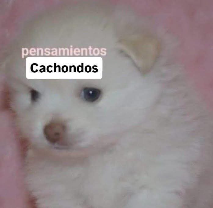 Mundo de Bigotes tweet media