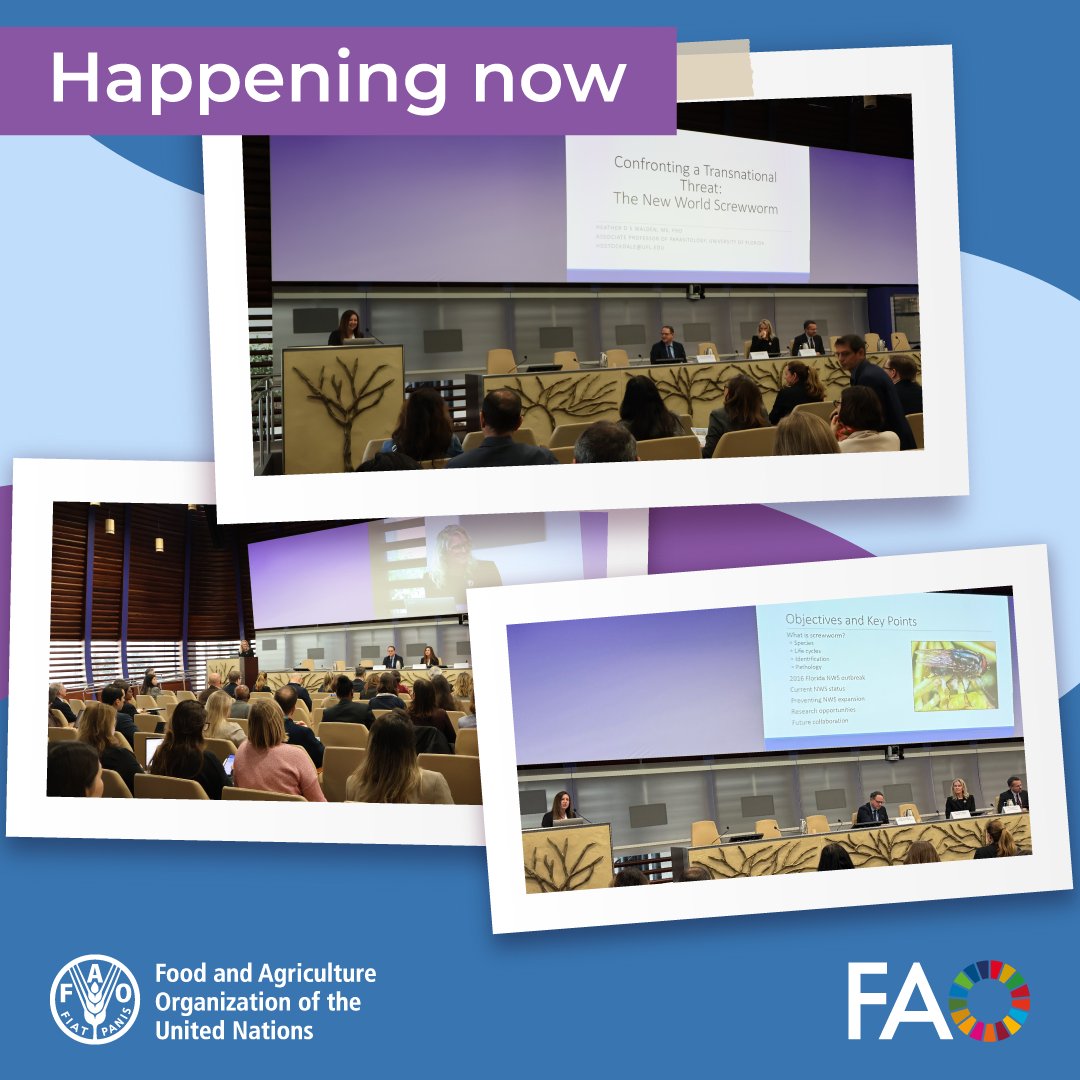 FAOLivestock's tweet image. #HappeningNow | Thanks to the 🇺🇸 U.S. Embassy in Rome, a guest lecture on New World Screwworm.

Dr. Heather Walden from the University of Florida’s School of Veterinary Medicine, shares cutting-edge insights on this emerging challenge to global food security &amp;amp; animal health.