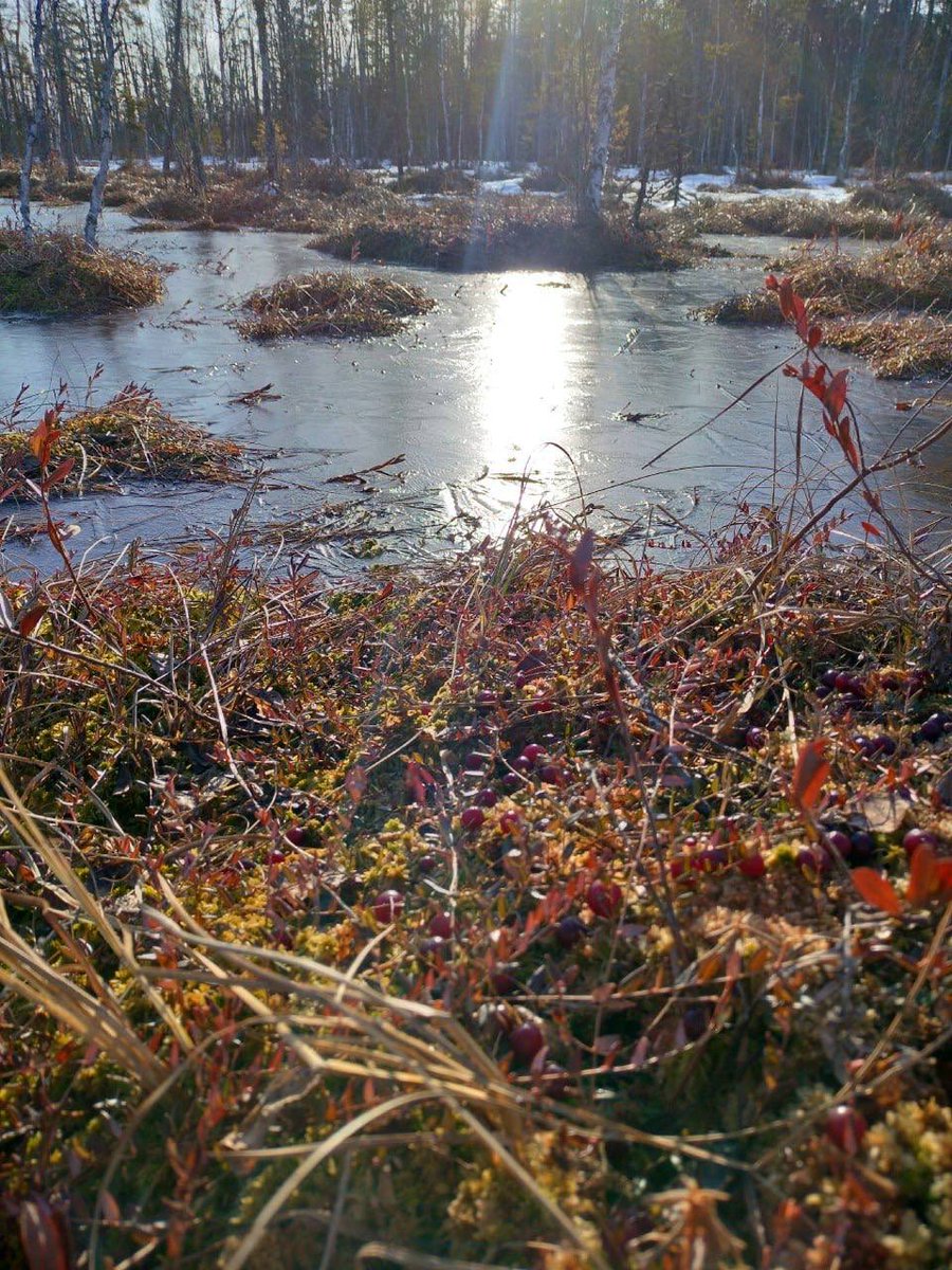 Дикий Петербург tweet media