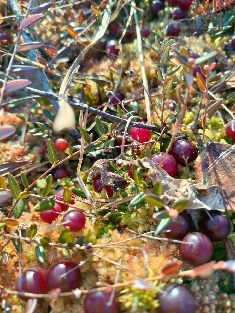 Дикий Петербург tweet media