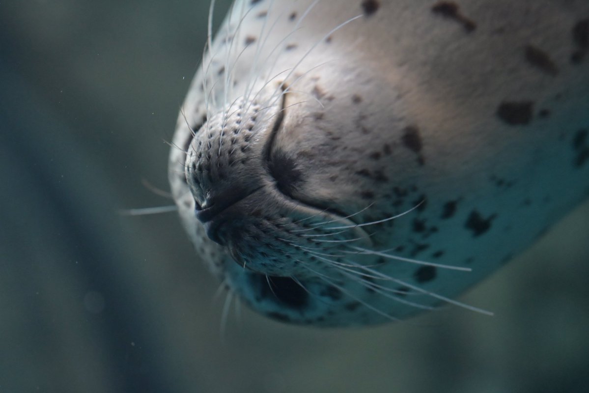 フォトジェニック小野 tweet media