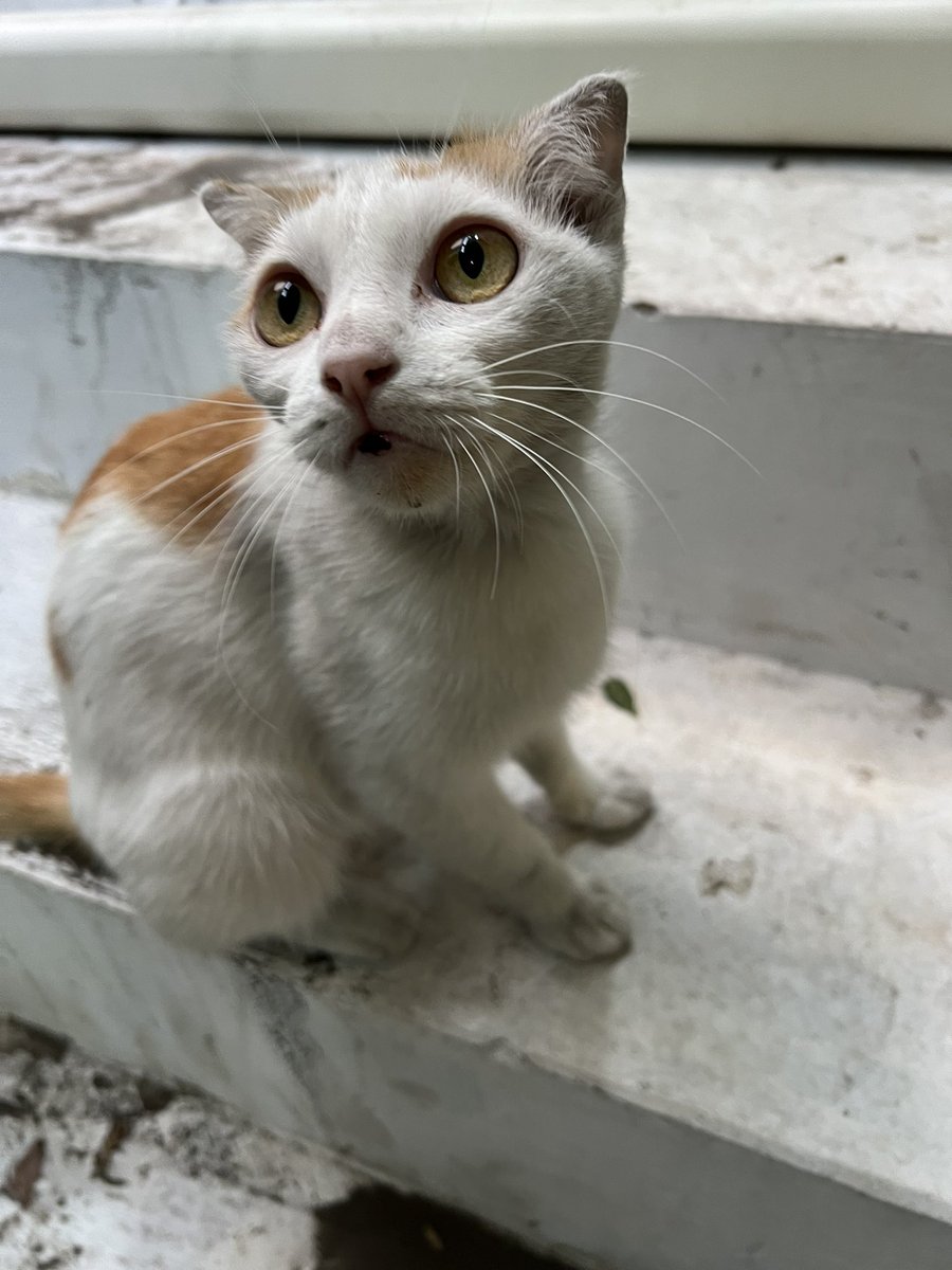 バラ Bara🌹 tweet media