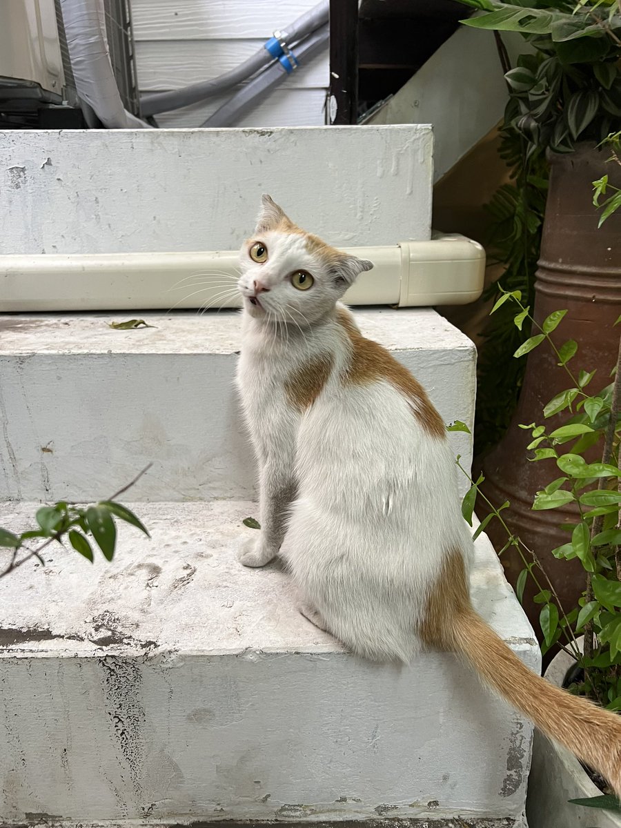 バラ Bara🌹 tweet media