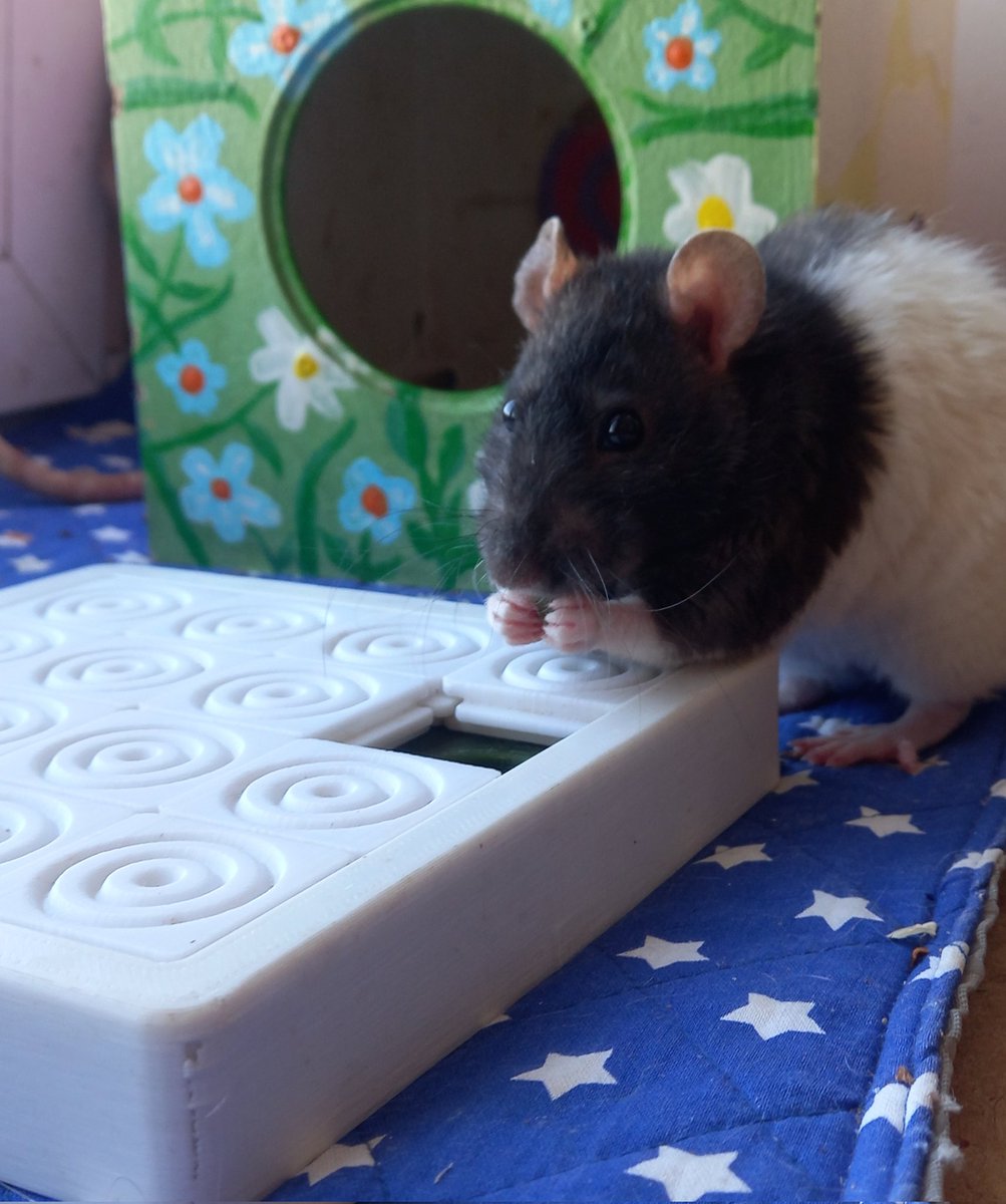 🌼Chouto Oli🌼 tweet media