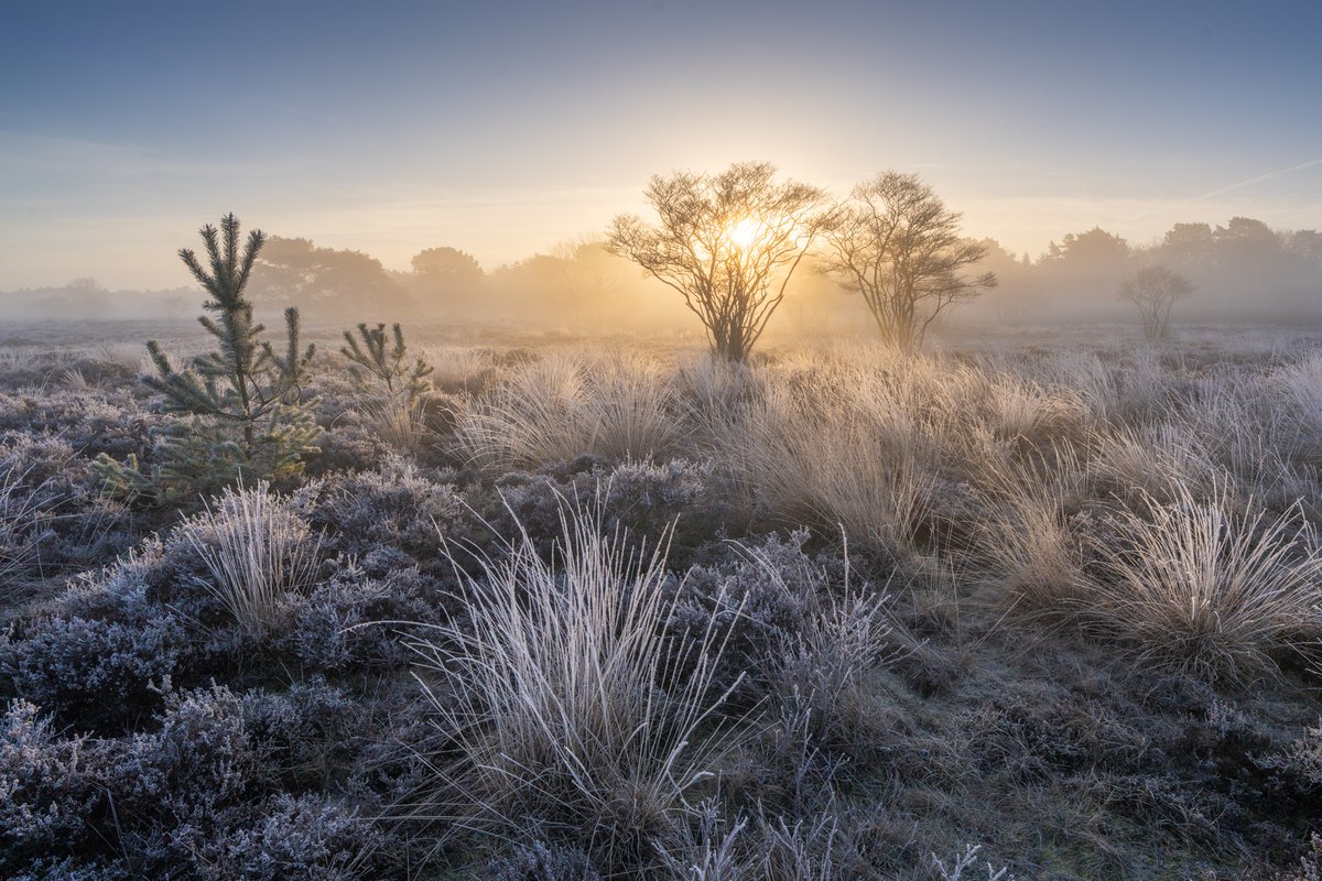 Albert Dros tweet media