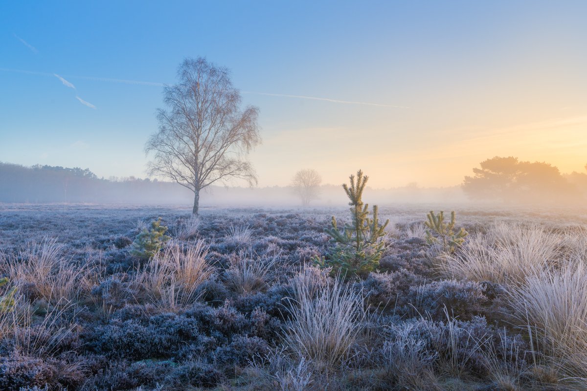 Albert Dros tweet media